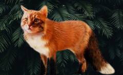 Fox-Cat: বিড়াল না শেয়াল, বোঝা দায়, জীবজগতে নয়া সংযোজন ‘ক্য়াট-ফক্স’!