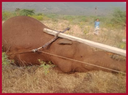 Elephant electrocuted to death in Coimbatore Elephant death: கோவையில் மின்சாரம் தாக்கி மேலும் ஒரு யானை உயிரிழப்பு! தொடரும் சோகம்!