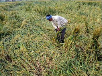 mercury dropped by 5 degrees in Punjab crops sown again due to rain and hail there will be girdawari Punjab Weather: ਮੌਸਮ ਨੇ ਮਚਾਈ ਤਬਾਹੀ, ਪੰਜਾਬ 'ਚ 5 ਡਿਗਰੀ ਡਿੱਗਿਆ ਪਾਰਾ, ਮੀਂਹ ਤੇ ਗੜੇਮਾਰੀ ਕਾਰਨ ਮੁੜ ਬਿਛੀ ਫਸਲਾਂ