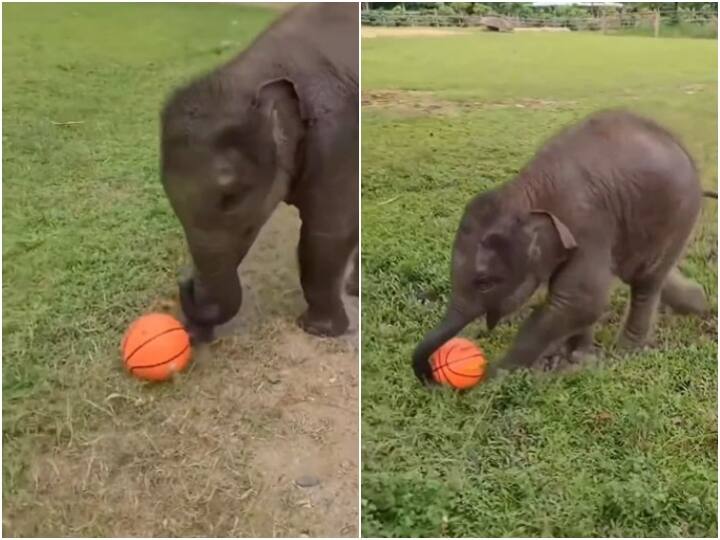 Video: फुटबॉल से खेलते नजर आया हाथी का प्यारा बच्चा, क्यूटनेस से लाखों को बनाया दीवाना Users lost their hearts after seeing cute baby elephant playing with football Video: फुटबॉल से खेलते नजर आया हाथी का प्यारा बच्चा, क्यूटनेस से लाखों को बनाया दीवाना