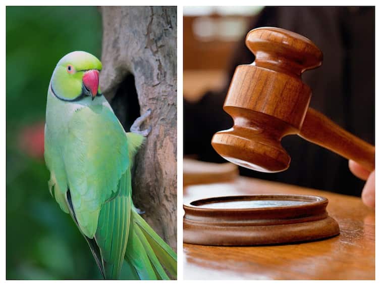 Parrot witness case 2014 murder women murder case 2 mans get life imprisonment Parrot witness: கொலையாளியை காட்டிக் கொடுத்த கிளி.. 2 பேருக்கு ஆயுள் தண்டனை - சினிமாவை மிஞ்சிய உண்மை சம்பவம்