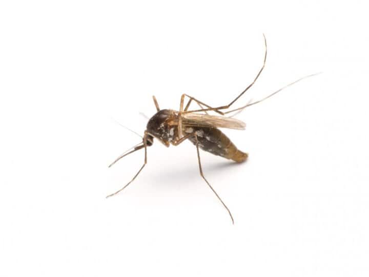 Remedies To Get Rid Of Mosquitoe Or Macchar Bhagane Ke Tareeke