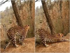 क्या रोज सुबह उठकर तेंदुए भी एक्सरसाइज करते हैं? विश्वास नहीं है तो वीडियो देख लीजिए