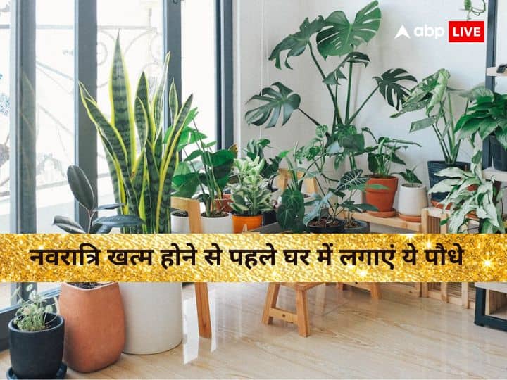 Lucky Plants for Home: नवरात्रि का समय बहुत शुभ माना जाता है. इन दिनों कुछ खास पेड़-पौधे लगाने से घर में बरकत आती है. जानते हैं कि नवरात्रि खत्म होने से पहले घर में कौन से पेड़-पौधे लगा लेने चाहिए.