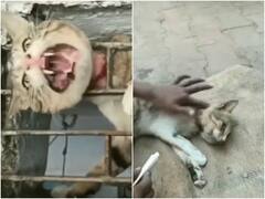 Video: रेलिंग में फंसी बिल्ली की गर्दन... फिर एक शख्स ने कटर के जरिए ऐसे निकाला! देखें वीडियो