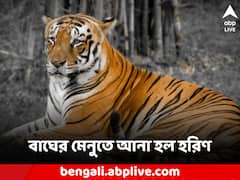 বাঘের সংখ্যা বাড়ল সুন্দরবনে! খাদ্য সঙ্কট এড়াতে ১০০ হরিণ ছাড়ার সিদ্ধান্ত