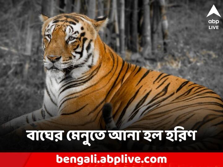 Sundarban tour travel Royal bengal Tigers number increase food supplies