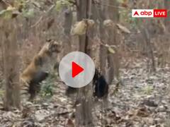 Watch: जिम कॉरबेट नेशनल पार्क में बाघ और भालू के बीच हुआ रोमांचक संघर्ष, Video Viral