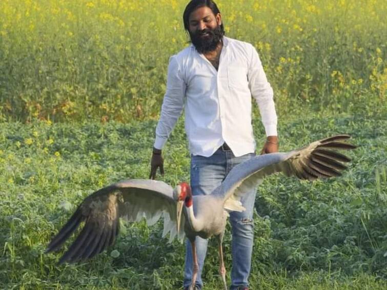 UP Man Arif Khan Gurjar Who Rescued Sarus Crane Booked, Gets Notice From Forest Department UP Man Who Rescued Sarus Crane Booked, Gets Notice From Forest Department