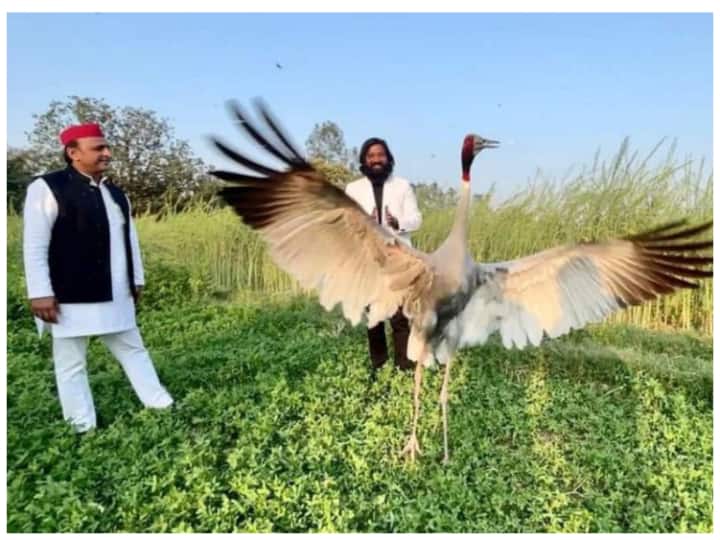 Why a case was registered against Arif the friend of the sarus know know wild life protection act before keeping animal and birds Abpp सारस से फिर सुर्खियों में आया 'वन्य जीवन संरक्षण अधिनियम', पशु-पक्षी पालने का है शौक, तो नियम पर करें गौर
