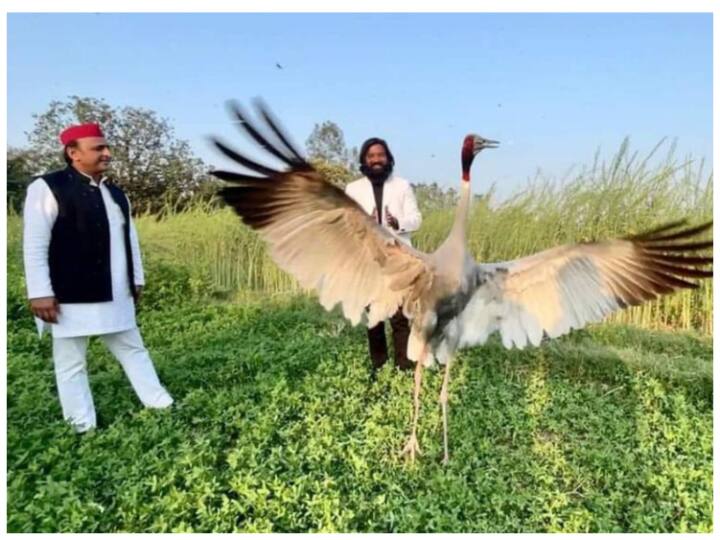 सारस से फिर सुर्खियों में आया 'वन्य जीवन संरक्षण अधिनियम', पशु-पक्षी पालने का है शौक, तो नियम पर करें गौर Why a case was registered against Arif the friend of the sarus know know wild life protection act before keeping animal and birds Abpp सारस से फिर सुर्खियों में आया 'वन्य जीवन संरक्षण अधिनियम', पशु-पक्षी पालने का है शौक, तो नियम पर करें गौर