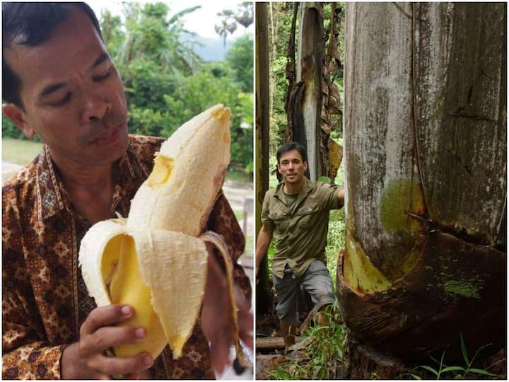 If you eat this banana in the afternoon meals, just one fruit will fill your stomach worlds Biggest Banana: ఈ అరటిపండు తింటే మధ్యాహ్నం మీల్స్ తిన్నట్టే, ఒక్క పండుకే పొట్ట నిండిపోతుంది