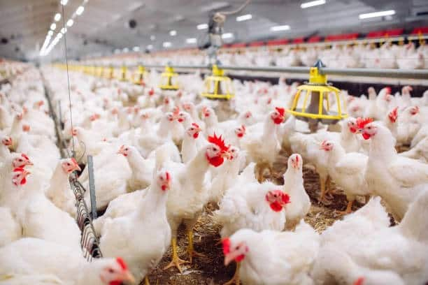 Maharashtra Summer Poultry Farming Four Formulas  Manage Poultry Flocks in Summer उन्हाळ्यातील कुक्कुटपालनाची चतुःसूत्री, 'अशा' प्रकारे करा उन्हाळ्यात कोंबड्यांचे  व्यवस्थापन मगच मिळेल अधिकचे उत्पन्न