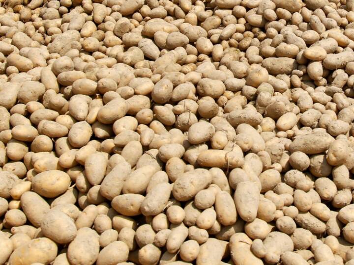 Open Engineering Scientists Say Potato Can Be Used To Build A House On Mars Open Engineering Scientists Say Potato Can Be Used To Build A House On Mars