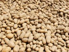 मंगल ग्रह पर घर बनाने के लिए किया जा सकता है आलू का इस्तेमाल, वैज्ञानिकों ने की खोज