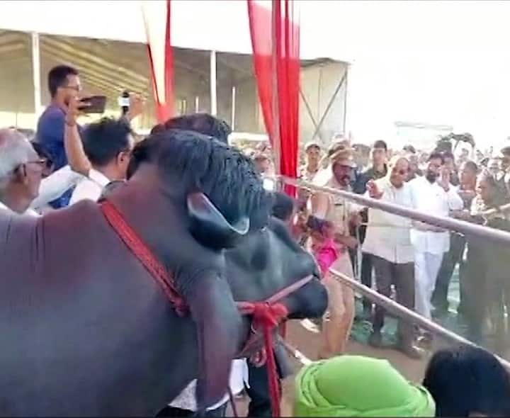 हरियाणा राज्यातील मुऱ्हा जातीचा रेडा या एक्स्पोचा विशेष आकर्षक ठरला.