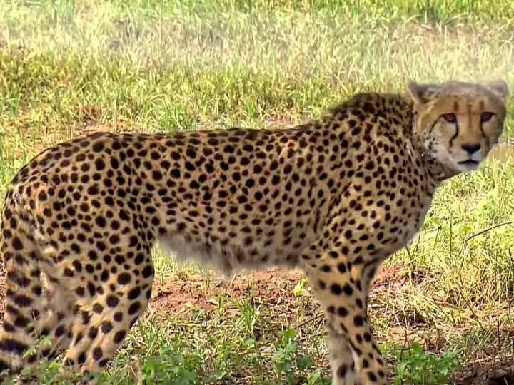 Namibian cheetah Sasha Gifted by PM Modi to Kuno National Park Died Due to Kidney-Related Problem Namibian Cheetah Died: નામિબિયાથી લાવવામાં આવેલા માદા ચિત્તાનું કુનો પાર્ક મોત, જાણો શું હતી બીમારી