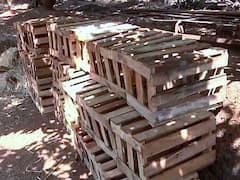 Alphonso Mango : हापूस आंब्यासमोर संकटांची मालिका; उष्माघातामुळे फळगळ