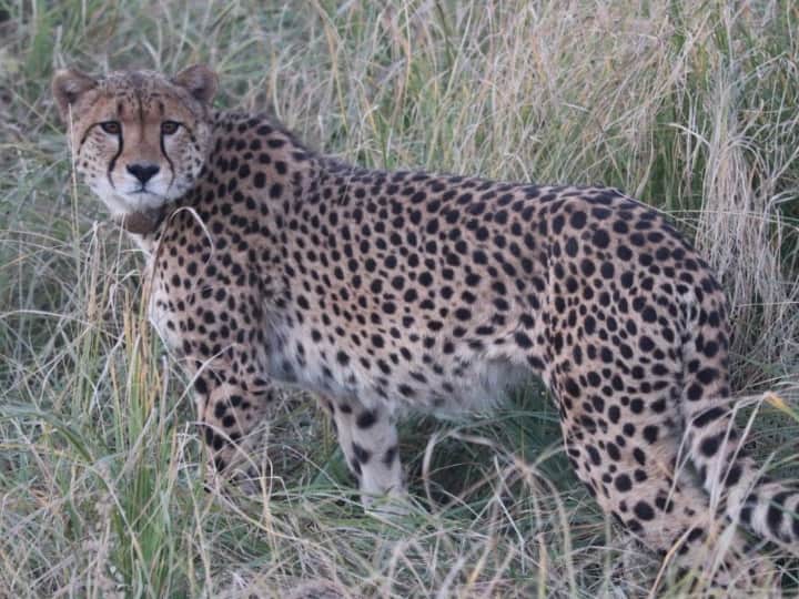 Cheetah Died in Kuno National Park madhya pradesh, brought from Namibia Cheetah was ill from many days Namibian Cheetah Died: कुनो में नामीबिया से लाई गई मादा चीते की मौत, कई दिनों से थी बीमार
