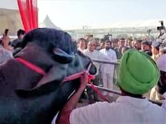 Maha Pashudhan Expo 2023 : मुख्यमंत्री एकनाथ शिंदे यांनाही 12 कोटींचा रेडा पाहण्याचा मोह!