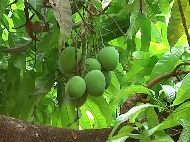 Alphonso Mango : उशिराने आलेला मोहर, मग थ्रिप्स आणि तुडतुडा रोगाचा प्रादुर्भाव आणि आता उष्माघातामुळे फळगळ, यामुळे कोकणातील आंबा उत्पादक शेतकरी हवालदिल झाला आहे.