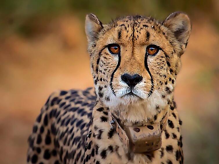 Namibian Cheetah Sasha Dies In Madhya Pradesh From Kidney Disease Namibian Cheetah Sasha : पंतप्रधान मोदींच्या वाढदिवसादिवशी नामिबियातून आणलेल्या चित्त्याचा मृत्यू