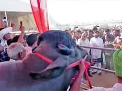 Maha Pashudhan Expo 2023 : मुख्यमंत्री एकनाथ शिंदे यांनाही 12 कोटींचा रेडा पाहण्याचा मोह!