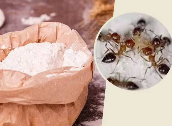 ચૈત્ર પૂર્ણિમાના દિવસે 6 એપ્રિલ, 2023 ના રોજ કાળી કીડીઓને લોટમાં સાકર ભેળવી ખવડાવો, એવું માનવામાં આવે છે કે આ કરવાથી ખરાબ કામ થાય છે અને લાંબા સમયથી અટકેલા ધનની પ્રાપ્તિ થાય છે.