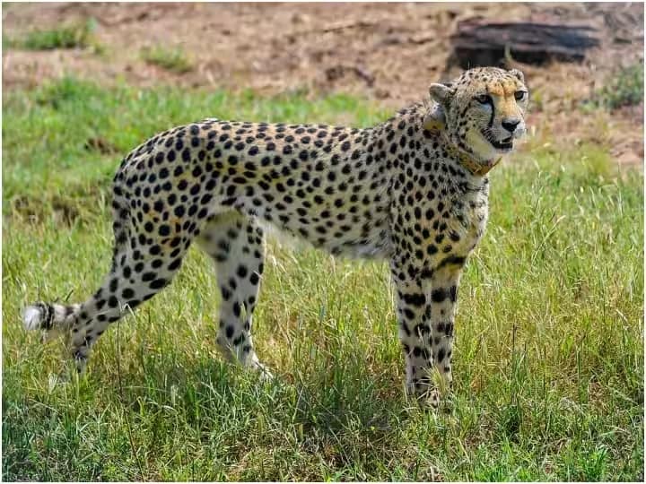 Female Cheetah Brought From Namibia Dies Due To Kidney Failure In Madhya Pradesh Female Cheetah Brought From Namibia Dies Due To Kidney Failure In Madhya Pradesh