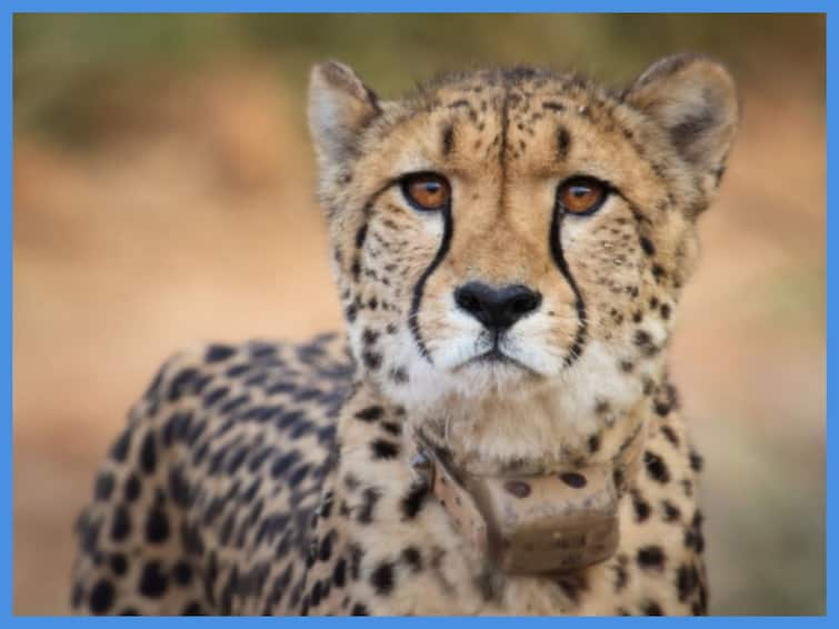 Namibian cheetah Sasha Gifted by PM Modi to Kuno National Park Died Due to Kidney-Related Problem Namibian Cheetah Died: நமீபியாவில் இருந்து இந்தியாவுக்கு கொண்டுவரப்பட்ட சிவிங்கி புலி உயிரிழப்பு... என்ன ஆச்சு?