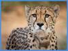 Namibian Cheetah Died: நமீபியாவில் இருந்து இந்தியாவுக்கு கொண்டுவரப்பட்ட சிவிங்கி புலி உயிரிழப்பு... என்ன ஆச்சு?
