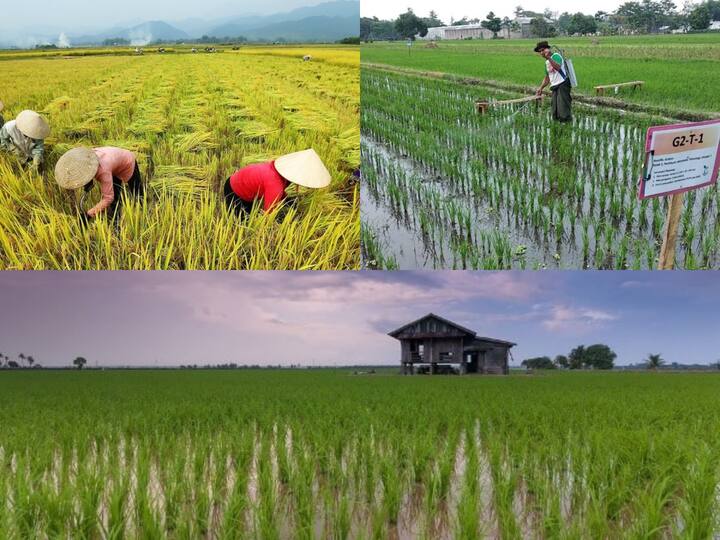 அரிசியை அதிகமாக உற்பத்தி செய்யும் நாடுகளின் பட்டியலை கீழே காண்போம்.