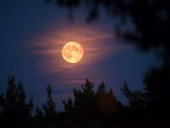 Chaitra Purnima 2023 Upay: ચૈત્ર પૂર્ણિમા પર ઈલાયચીના આ ઉપાય ચમકાવી દેશે ભાગ્ય, ઘરમાં થશે મા લક્ષ્મીનો વાસ