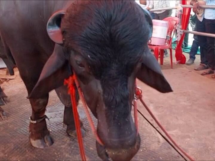 इंदर नावाचा हा काळा कुळकुळीत रंग, लांब आणि भक्कम शरीर बांधा असा दिसणारा हा रुबाबदार रेडा पाहण्यासाठी शेतकऱ्यांनी गर्दी केली.