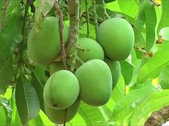 Alphonso Mango : हापूस आंब्यासमोर संकटांची मालिका; उष्माघातामुळे फळगळ