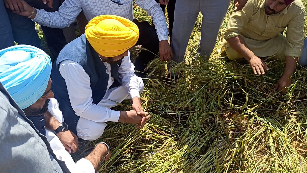 Punjab CM Mann Announces 25% Increase In Crop Loss Compensation, Crop Insurance Launch Soon