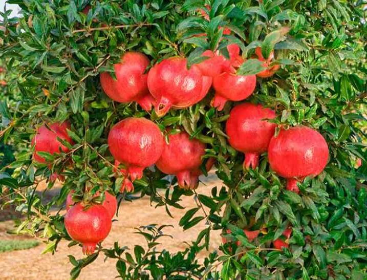Success Story  Farmers have achieved financial progress through pomegranate cultivation in solapur pandharpur Success Story :  डाळिंब शेतीतला 'प्रताप', दोन एकरात घेतलं 30 लाखांचं उत्पन्न