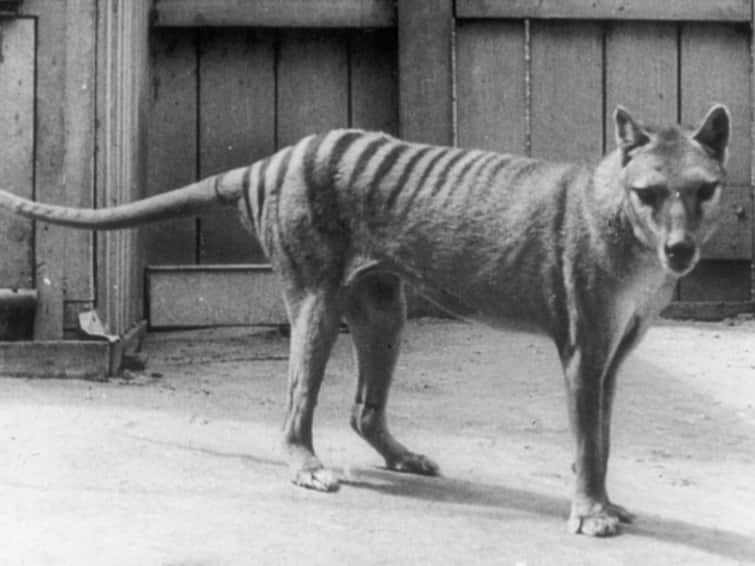 When Did The Tasmanian Tiger Go Extinct? It May Have Survived Up To 1980-2000s, New Study Suggests When Did The Tasmanian Tiger Go Extinct? It May Have Survived Up To 1980-2000s, New Study Suggests