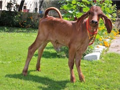 भारत का पहली क्लोन बछिया, करनाल के NDRI संस्थान के वैज्ञानिकों का कमाल