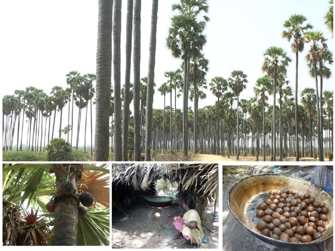 தூத்துக்குடி மாவட்டத்தில் உச்சத்தில் பதநீர் சீசன், கருப்பட்டி விலை உயர்வு - மகிழ்ச்சியில் பனைத் தொழிலாளர்கள் Padanir season at its peak in Tuticorin district, blackcurrant prices increase Palm workers are happy TNN தூத்துக்குடி மாவட்டத்தில் உச்சத்தில் பதநீர் சீசன், கருப்பட்டி விலை உயர்வு - மகிழ்ச்சியில் பனைத் தொழிலாளர்கள்