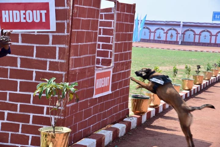 इन प्रशिक्षित डॉग्स ने एंटी नक्सल ऑपरेशन के दौरान कई बार नक्सलियों के मंसूबे पर पानी फेर दिया, जिससे नक्सलियों की बड़ी-बड़ी घटनाएं विफल साबित हुई है. बस्तर में तैनात सीआरपीएफ के डिप्टी कमांडेंट और BDS के प्रभारी महेंद्र कुमार हेगड़े ने बताया कि बस्तर संभाग के पूरे 7 जिलों में सीआरपीएफ के BDS की टीम के साथ 200 से अधिक प्रशिक्षित डॉग्स शामिल किए गए.