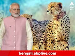 মোদির জন্মদিনে আনা আটটি চিতার একটির মৃত্যু, কী কারণ?