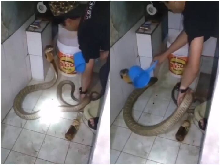 man was seen bathing an angry cobra spreading fun in viral video Video: फन फैलाए गुस्सैल कोबरा को नहलाते नजर आया शख्स, वीडियो ने मचाया हड़कंप