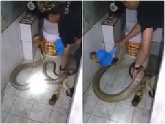 फन फैलाए गुस्सैल कोबरा को नहलाते नजर आया शख्स, वीडियो ने मचाया हड़कंप
