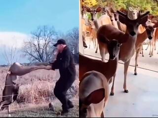 हिरण की शख्स ने बचाई जान, तो थैंक्यू बोलने घर जा पहुंचा हिरणों का झुंड...दिल जीत रहा Video