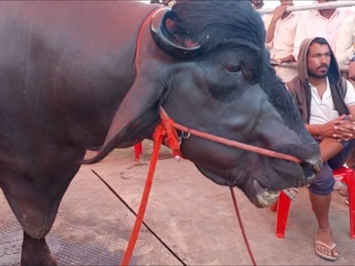 शिर्डीतील या देशातील सर्वात मोठ्या तीन दिवसीय पशुधन एक्स्पोला शेतकऱ्यांचा मोठा प्रतिसाद मिळला.