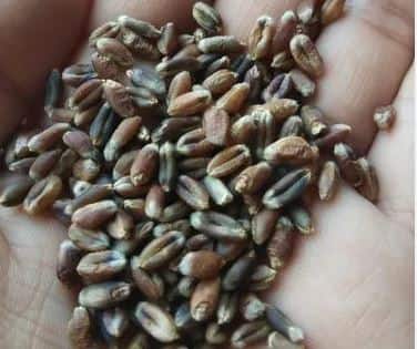 राजेश डफर यांनी एक एकर शेतात 18 क्विंटल इतक्या काळ्या गव्हाचं उत्पादन घेतलं आहे.