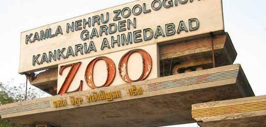 2 tigers and   6 kaliyars arrived in kankaria zoo Ahmedabad: કાંકરિયા ઝૂમાં બે વાઘણ અને છ કાળિયાર લવાયા, પ્રવાસીઓ માટે આકર્ષણના કેન્દ્રમાં વધારો 