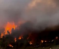 आग से धधक रहे इस देश के जंगल, 4000 हेक्टेयर भूमि की हरियाली को लील गईं तेज लपटें, हालात रोंगटे खड़े कर देने वाले