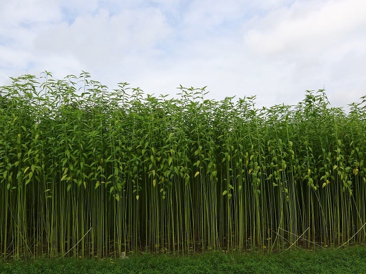 Central Cabinet Increased Jute MSP by 300 to 5050 rupees Per Quintal will be beneficial to farmers Profitable Farming: गेहूं-सरसों की कटाई के बाद बोएं लाखों का मुनाफा देने वाली ये फसल, सरकार ने बढ़ा दी कीमतें